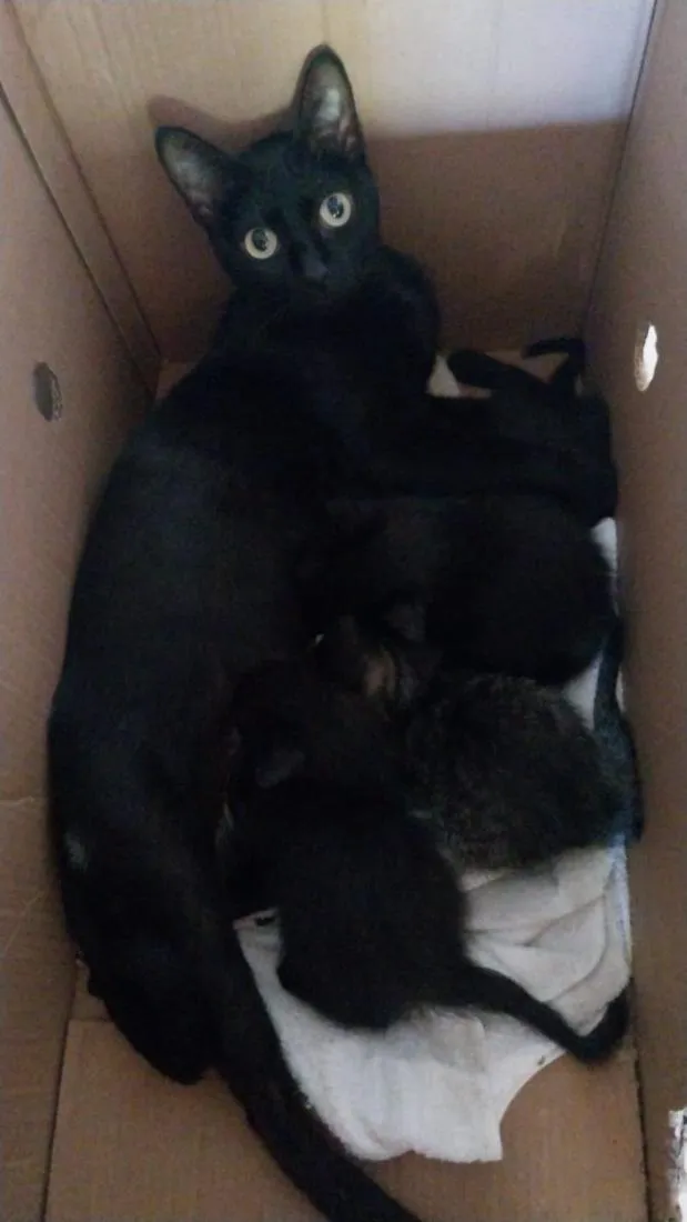 Gato raça SRD-ViraLata idade 2 a 6 meses nome Sem Nome