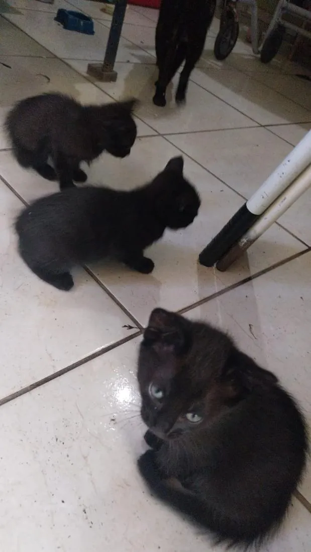 Gato raça SRD-ViraLata idade 2 a 6 meses nome Sem Nome