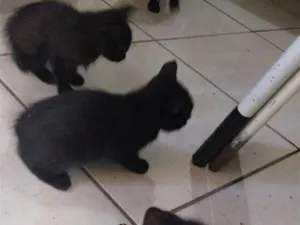 Gato raça SRD-ViraLata idade 2 a 6 meses nome Sem Nome