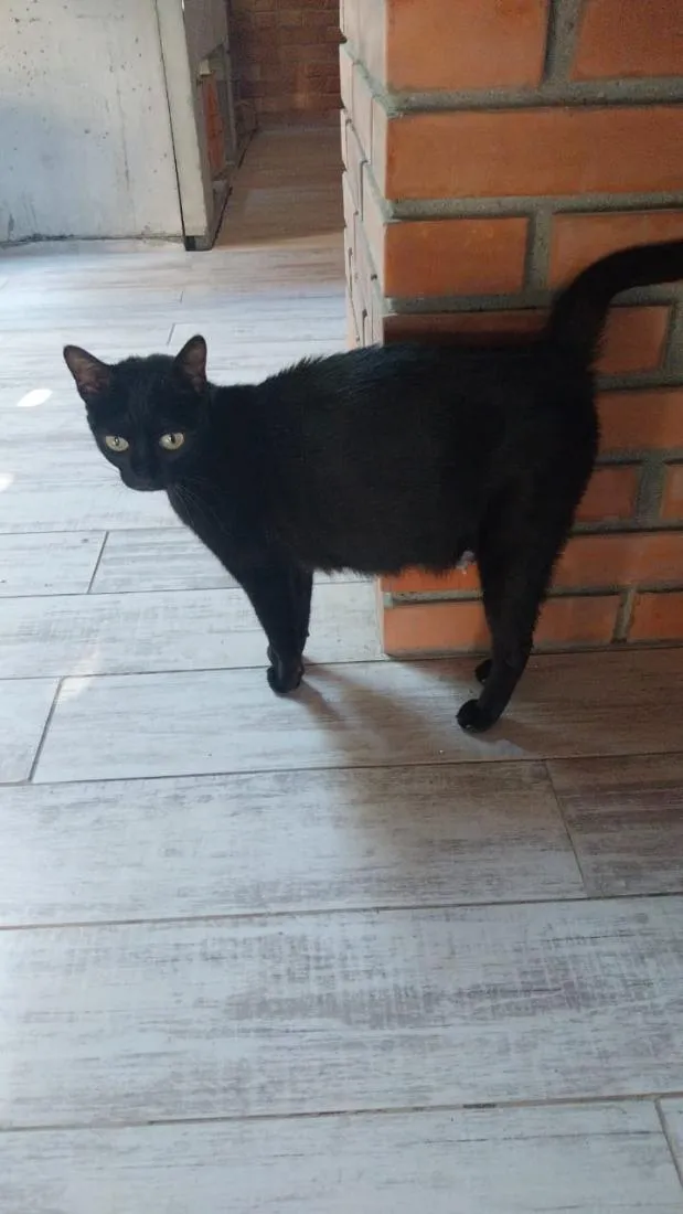 Gato raça SRD-ViraLata idade 2 anos nome Sem Nome