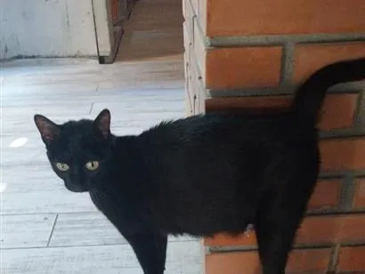 Gato raça SRD-ViraLata idade 2 anos nome Sem Nome