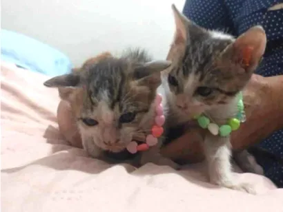 Gato raça SRD-ViraLata idade 2 a 6 meses nome Silvana Morete Lucas Lima