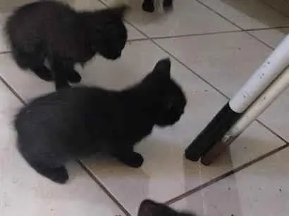 Gato raça SRD-ViraLata idade 2 a 6 meses nome Sem Nome