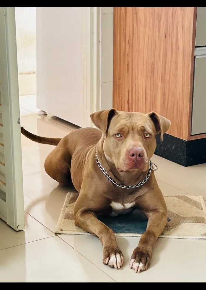 Cachorro raça Pit-Bull idade 3 anos nome Pandora