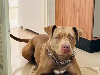 Cachorro raça Pit-Bull idade 3 anos nome Pandora