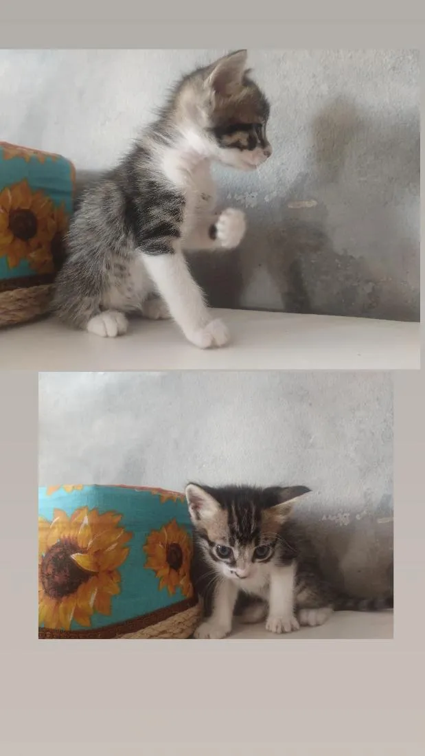 Gato raça SRD-ViraLata idade 2 a 6 meses nome Não tem nome 