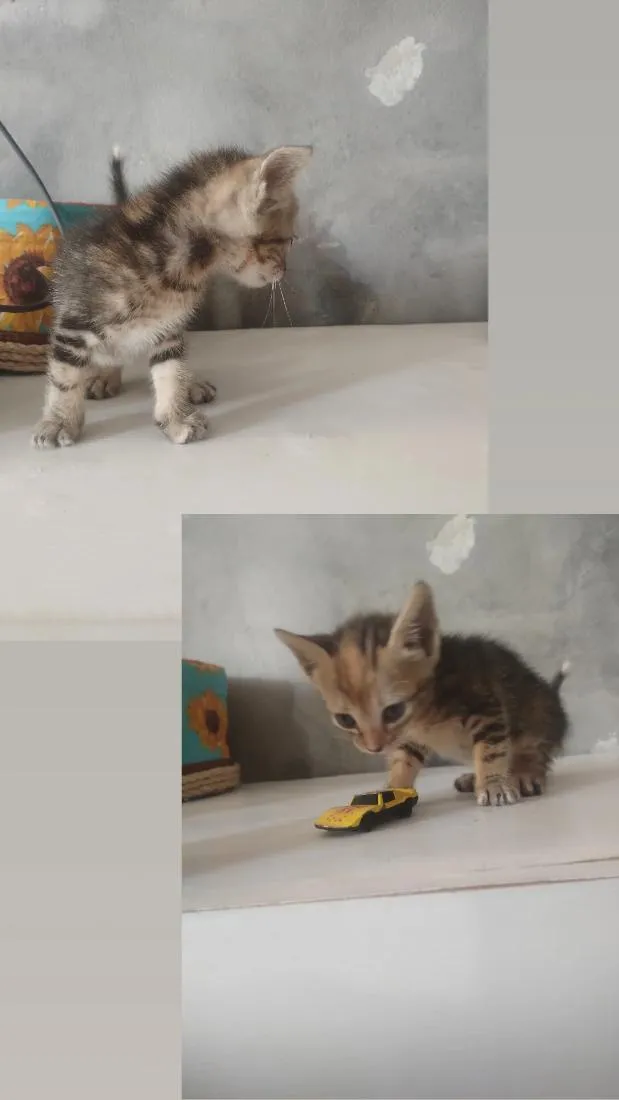 Gato raça SRD-ViraLata idade 2 a 6 meses nome Não tem nome 