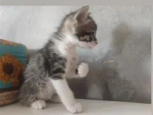 Gato raça SRD-ViraLata idade 2 a 6 meses nome Não tem nome 