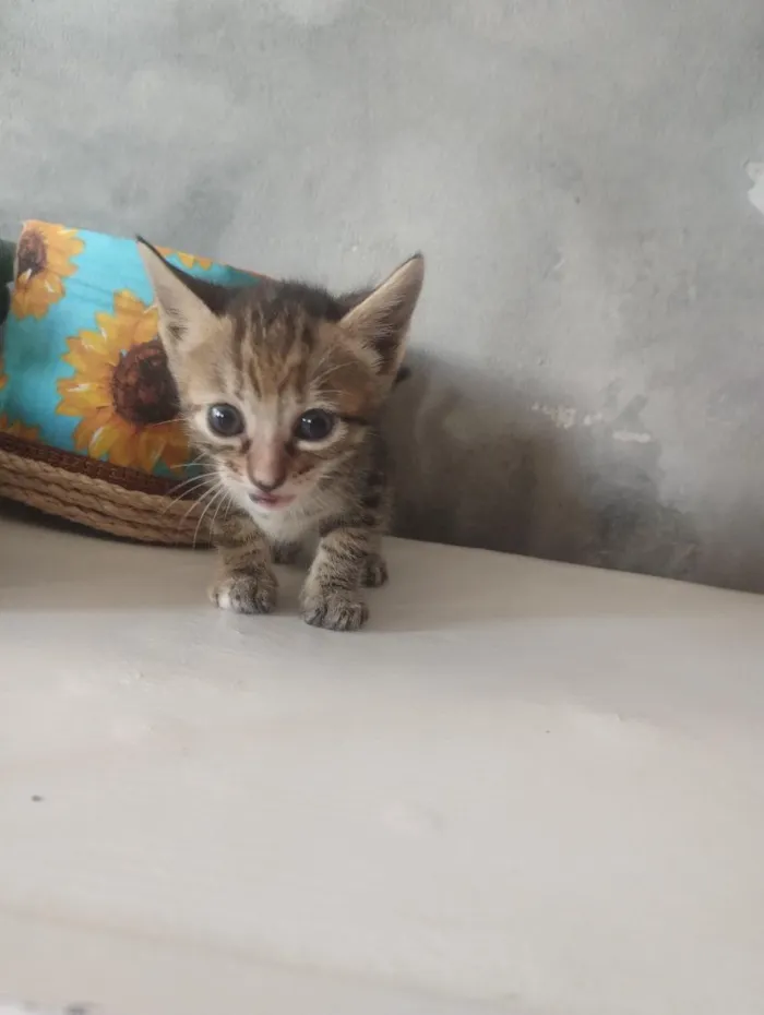 Gato raça SRD-ViraLata idade Abaixo de 2 meses nome não tem nome 