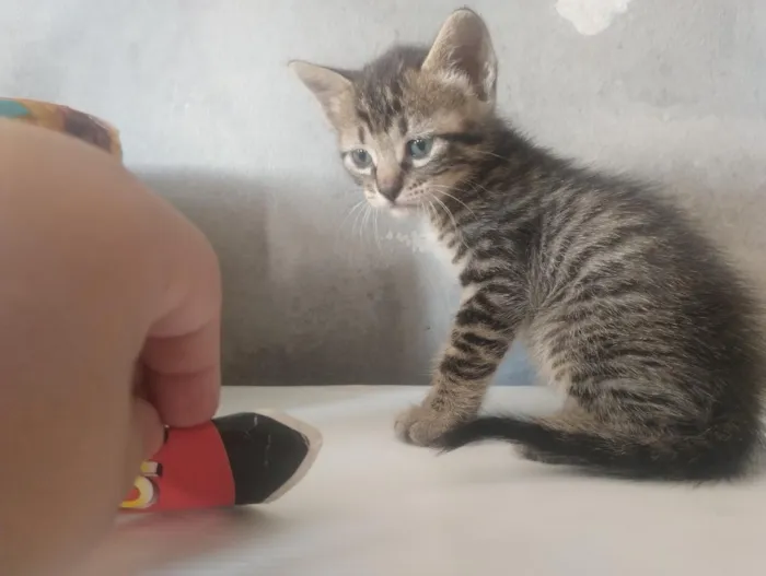 Gato raça SRD-ViraLata idade Abaixo de 2 meses nome não tem nome 
