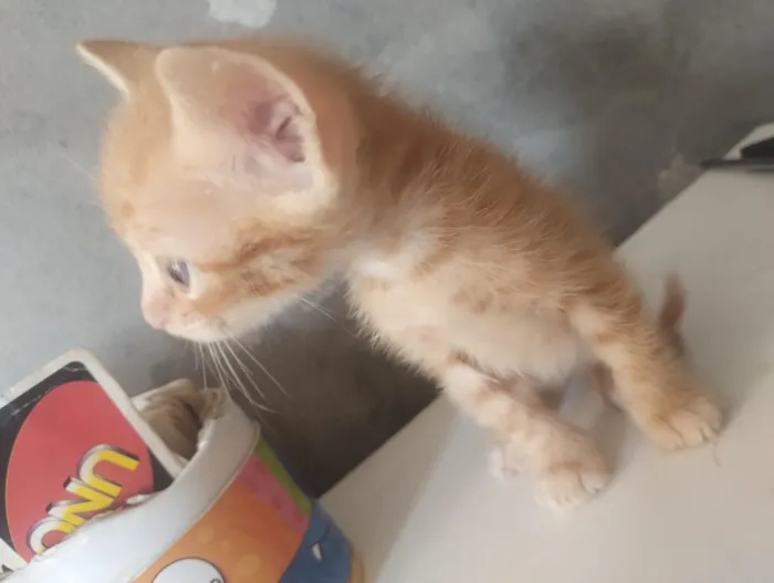 Gato raça SRD-ViraLata idade Abaixo de 2 meses nome não tem nome 
