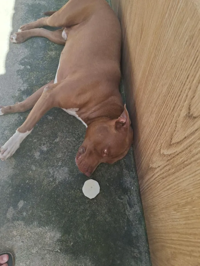 Cachorro raça Pit-Bull idade 1 ano nome Pistola 