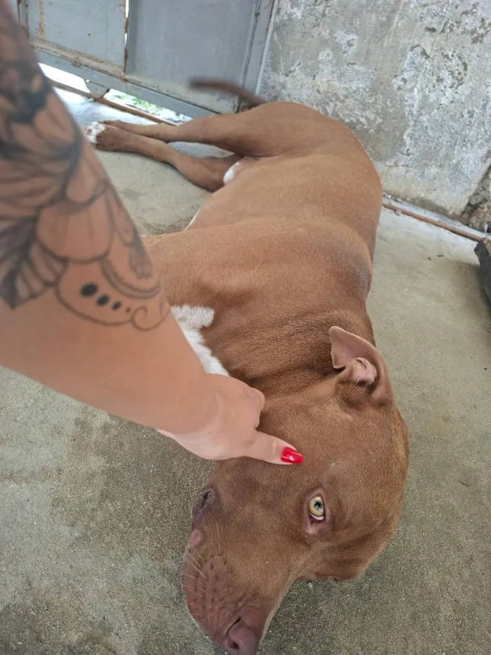 Cachorro raça Pit-Bull idade 1 ano nome Pistola 
