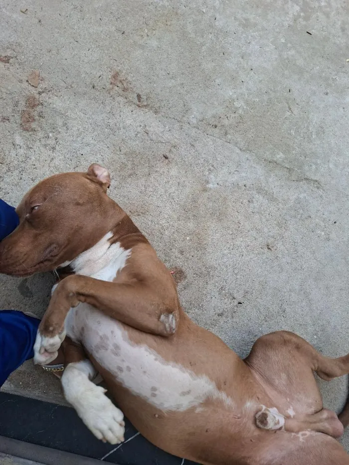 Cachorro raça Pit-Bull idade 1 ano nome Pistola 