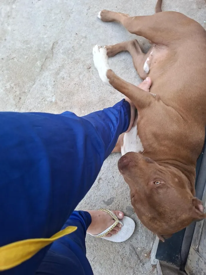 Cachorro raça Pit-Bull idade 1 ano nome Pistola 