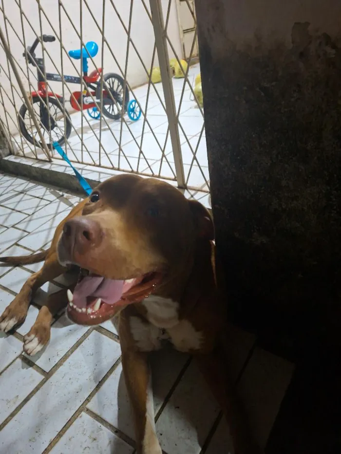 Cachorro raça Pit-Bull idade 1 ano nome Pistola 