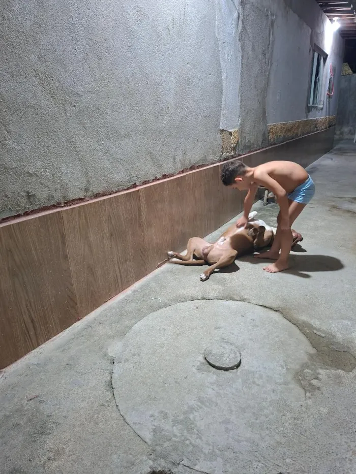 Cachorro raça Pit-Bull idade 1 ano nome Pistola 