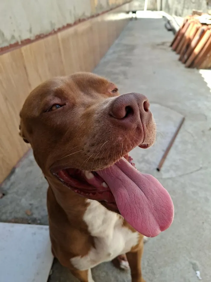 Cachorro raça Pit-Bull idade 1 ano nome Pistola 