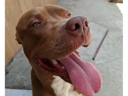 Cachorro raça Pit-Bull idade 1 ano nome Pistola 