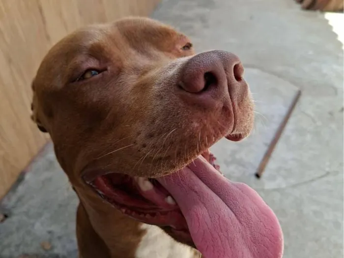 Cachorro raça Pit-Bull idade 1 ano nome Pistola 