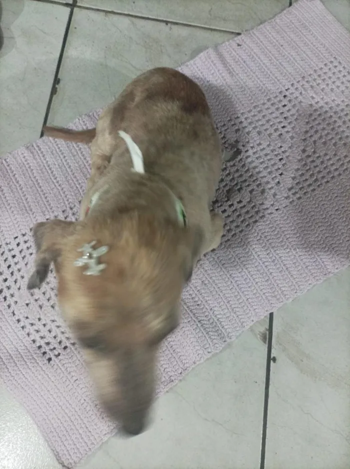 Cachorro raça SRD-ViraLata idade 4 anos nome Bóbi