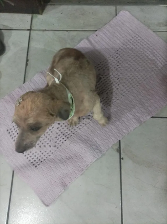 Cachorro raça SRD-ViraLata idade 4 anos nome Bóbi