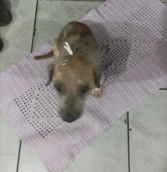 Cachorro raça SRD-ViraLata idade 4 anos nome Bóbi