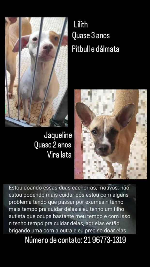 Cachorro raça Pit-Bull idade 3 anos nome Lilith 