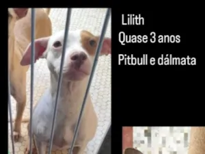Cachorro raça Pit-Bull idade 3 anos nome Lilith 