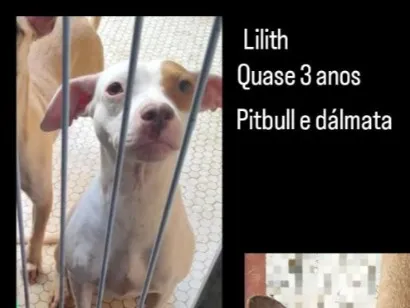 Cachorro raça Pit-Bull idade 3 anos nome Lilith 