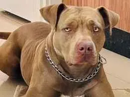 Cachorro raça Pit-Bull idade 3 anos nome Pandora