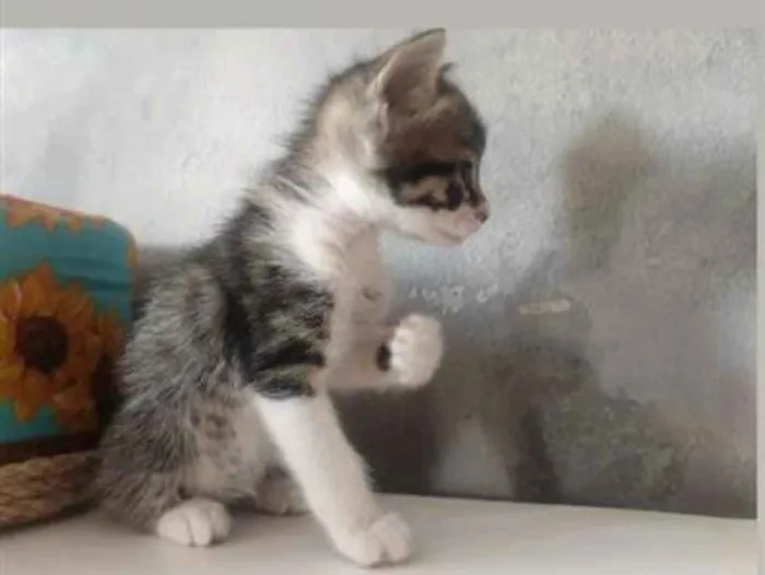 Gato raça SRD-ViraLata idade 2 a 6 meses nome Não tem nome 