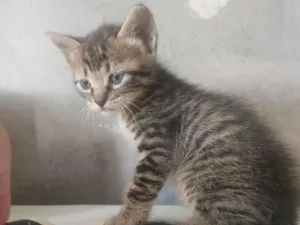 Gato raça SRD-ViraLata idade Abaixo de 2 meses nome não tem nome 