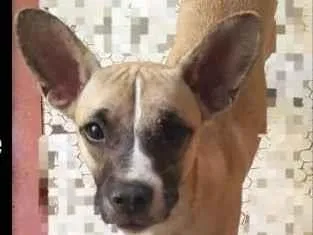 Cachorro raça Pit-Bull idade 3 anos nome Lilith 