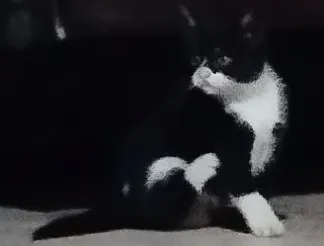 Gato raça SRD-ViraLata idade 2 a 6 meses nome Loky