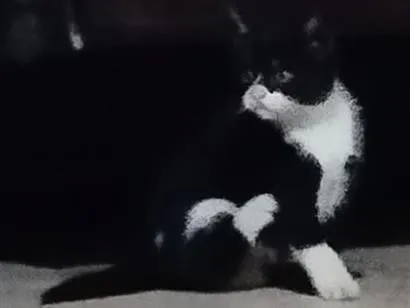 Gato raça SRD-ViraLata idade 2 a 6 meses nome Loky