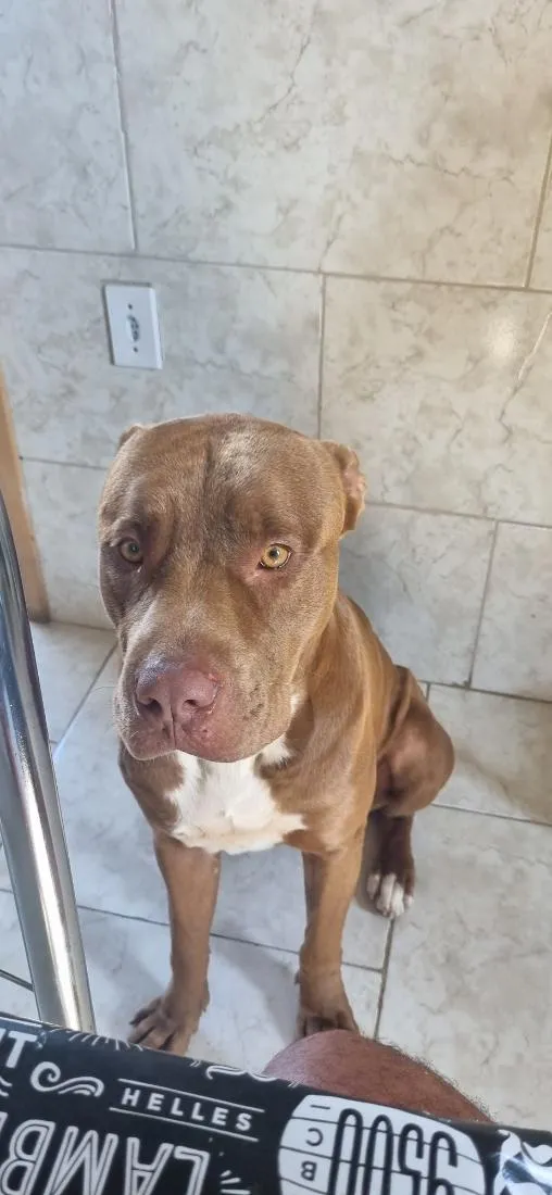 Cachorro raça Pit-Bull idade 4 anos nome Thor