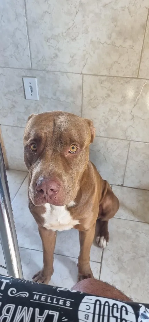 Cachorro raça Pit-Bull idade 4 anos nome Thor