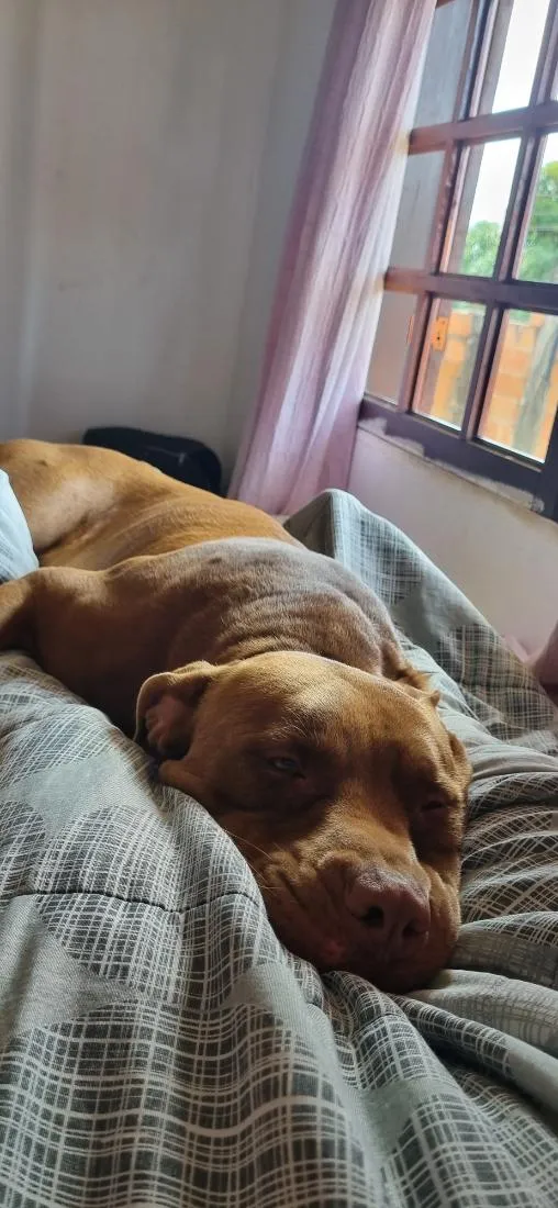 Cachorro raça Pit-Bull idade 4 anos nome Thor