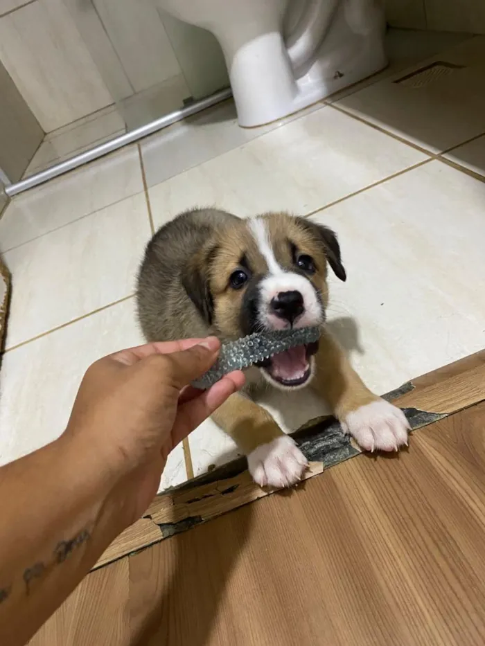 Cachorro raça SRD-ViraLata idade 2 a 6 meses nome meguieee e bob