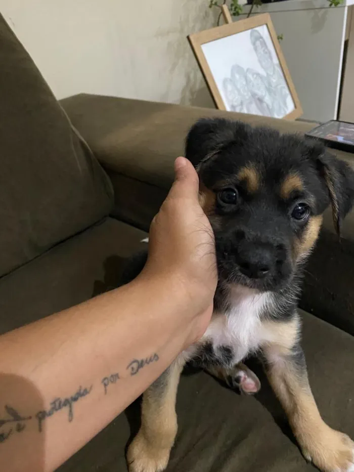 Cachorro raça SRD-ViraLata idade 2 a 6 meses nome meguieee e bob