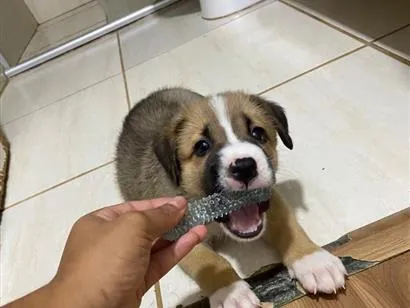 Cachorro raça SRD-ViraLata idade 2 a 6 meses nome meguieee e bob