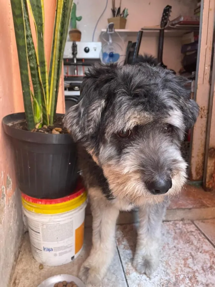 Cachorro raça SRD-ViraLata idade 2 anos nome Zeus 