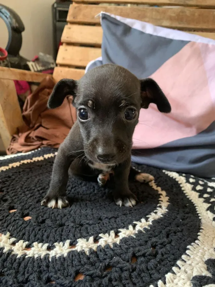 Cachorro raça SRD-ViraLata idade Abaixo de 2 meses nome 4 filhotes 