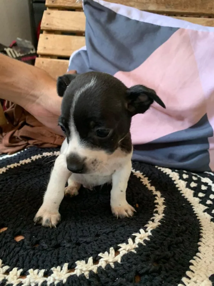 Cachorro raça SRD-ViraLata idade Abaixo de 2 meses nome 4 filhotes 