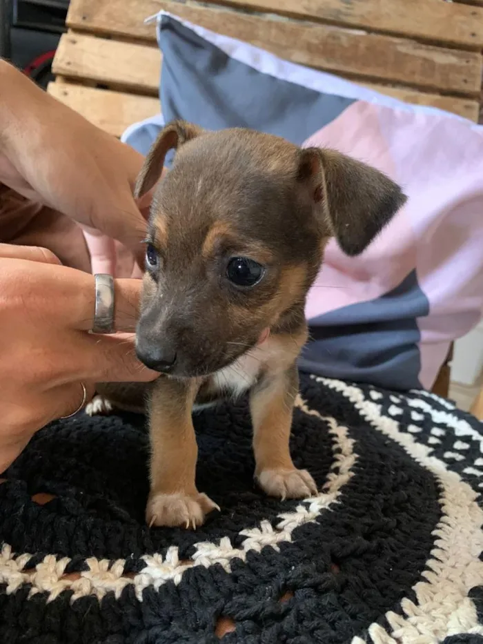 Cachorro raça SRD-ViraLata idade Abaixo de 2 meses nome 4 filhotes 