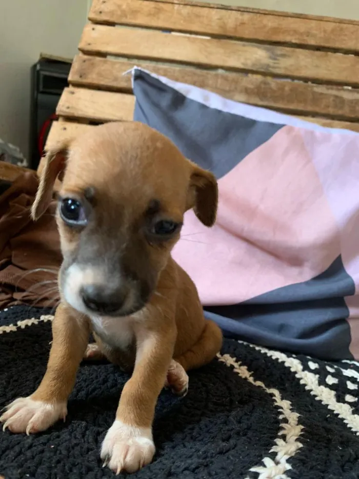 Cachorro raça SRD-ViraLata idade Abaixo de 2 meses nome 4 filhotes 