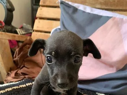 Cachorro raça SRD-ViraLata idade Abaixo de 2 meses nome 4 filhotes 