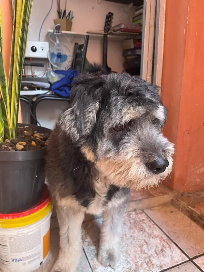 Cachorro raça SRD-ViraLata idade 2 anos nome Zeus 