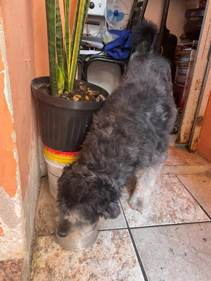 Cachorro raça SRD-ViraLata idade 2 anos nome Zeus 